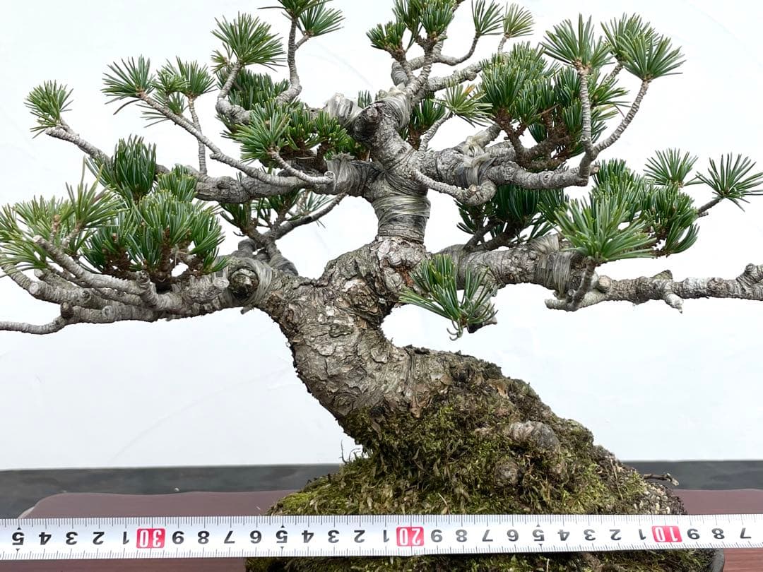 三河盆栽　明星　五葉松　盆栽　品種物　人気品種　八房　古木