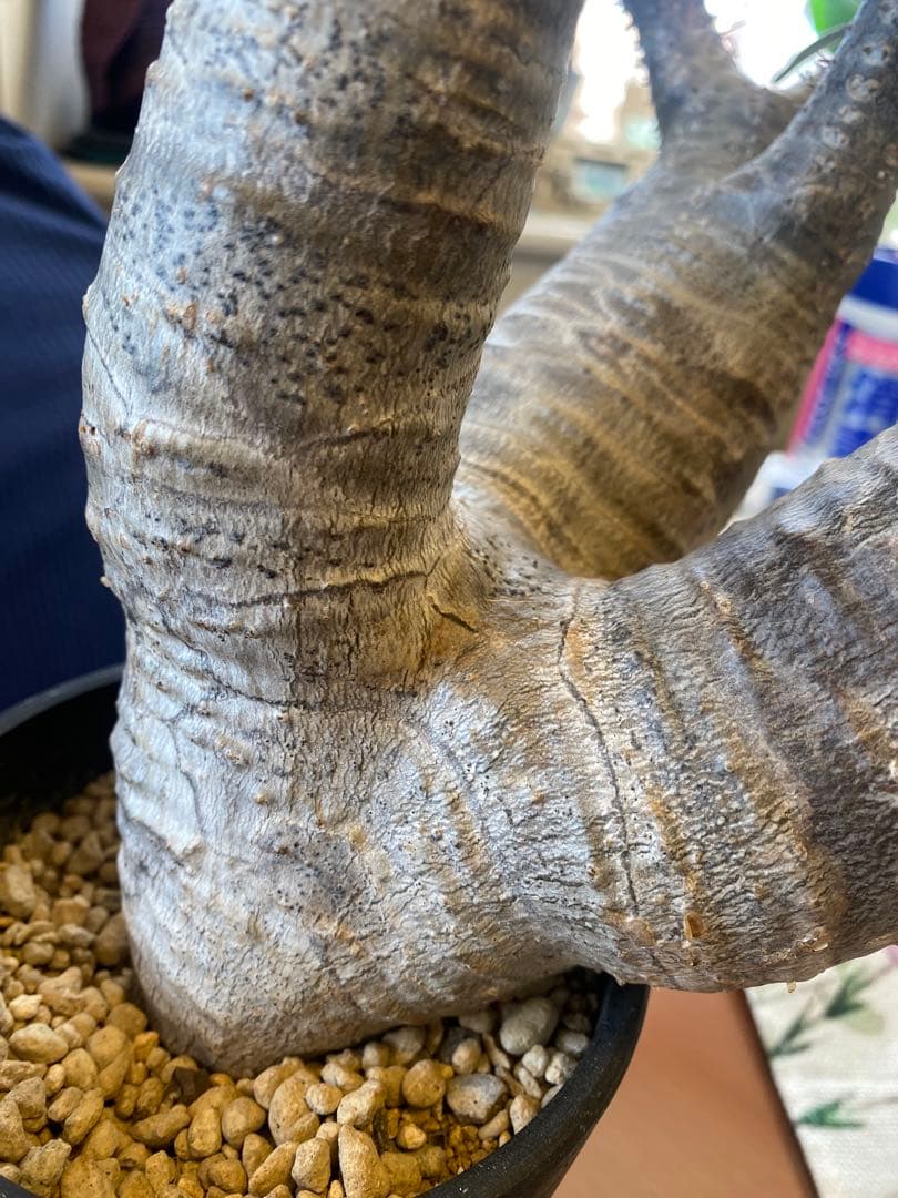 希少マカイエンセ多頭 太くてデカイ現地球 魔界球 - メルカリ