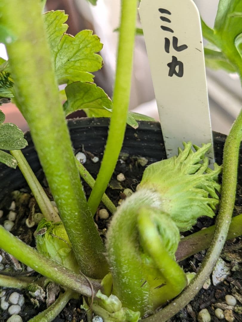 ♡べーしーる様♡