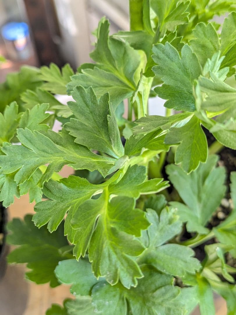 ♡べーしーる様♡