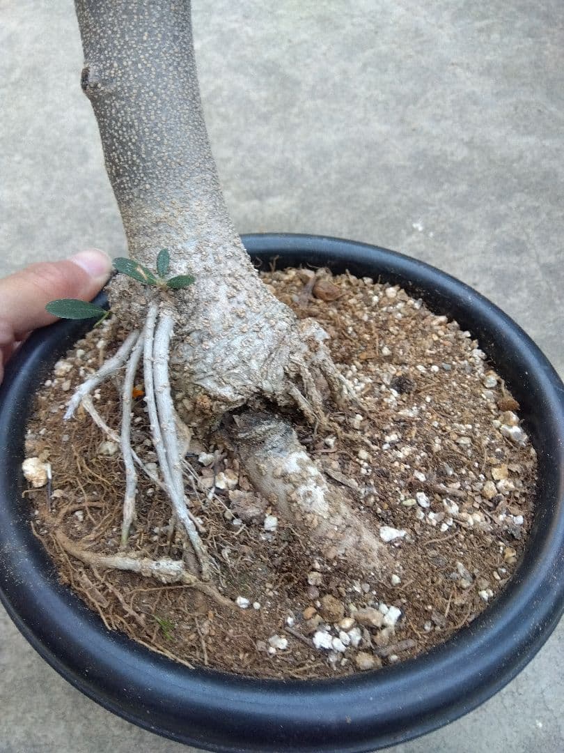 オリーブ　古木　ネバディロブランコ　6号鉢つき　幹太❗