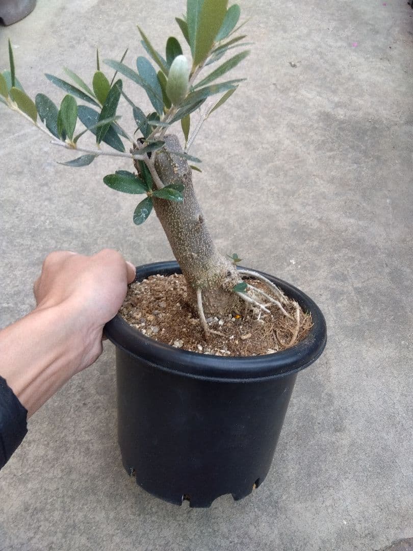 オリーブ　古木　ネバディロブランコ　6号鉢つき　幹太❗