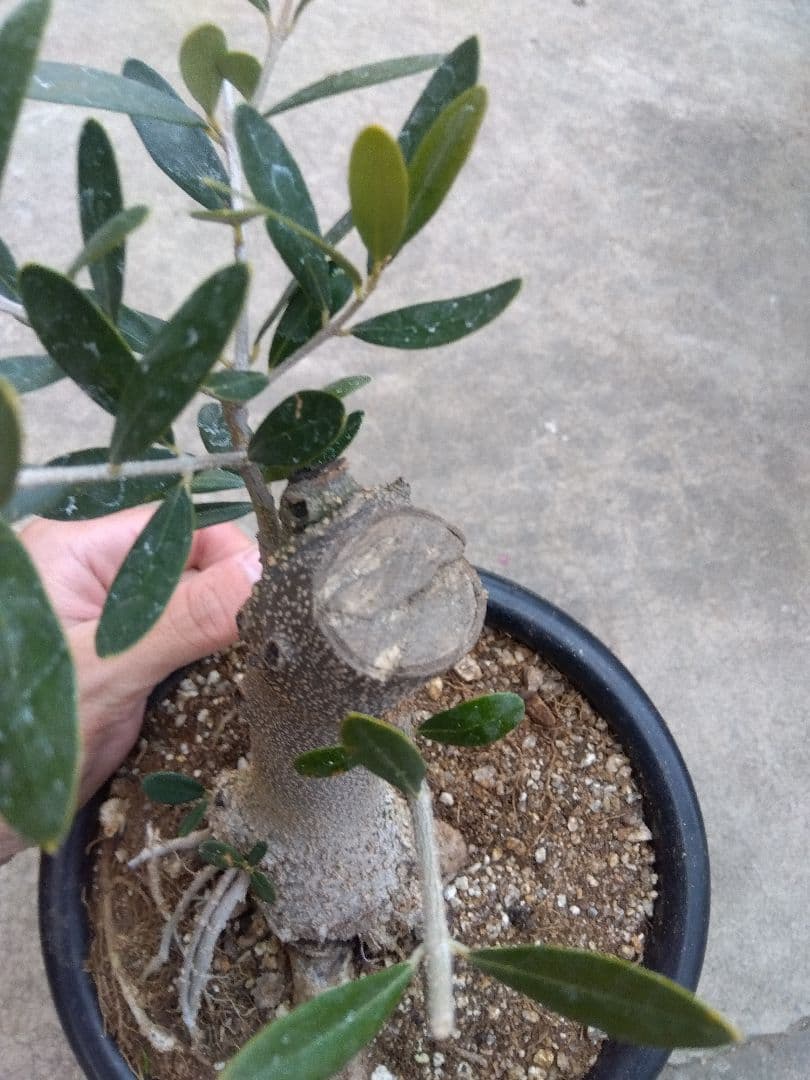 オリーブ　古木　ネバディロブランコ　6号鉢つき　幹太❗