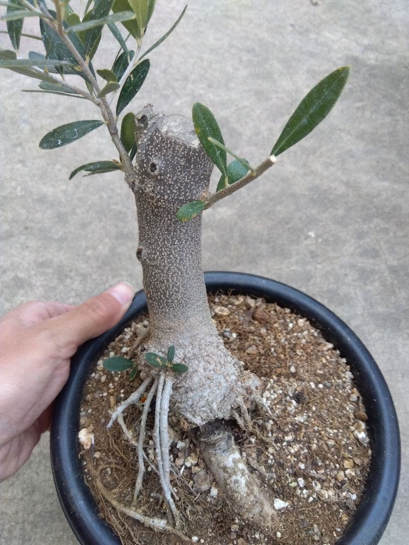 オリーブ　古木　ネバディロブランコ　6号鉢つき　幹太❗