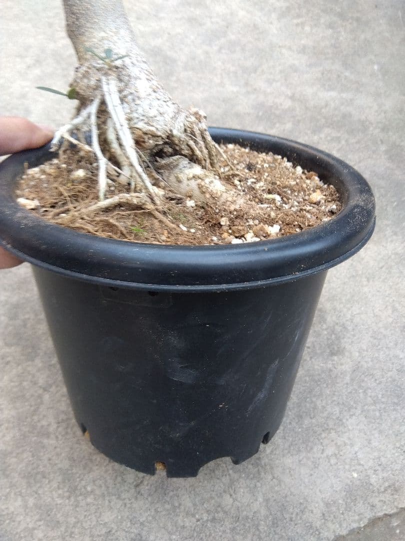 オリーブ　古木　ネバディロブランコ　6号鉢つき　幹太❗