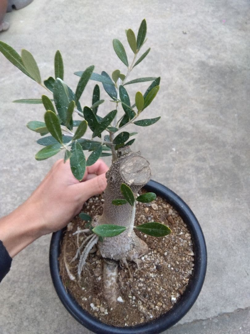 オリーブ　古木　ネバディロブランコ　6号鉢つき　幹太❗