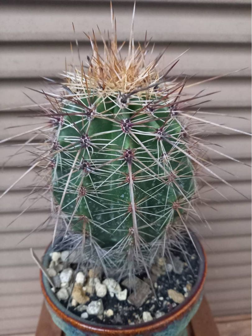 弁慶柱 強刺(長刺)