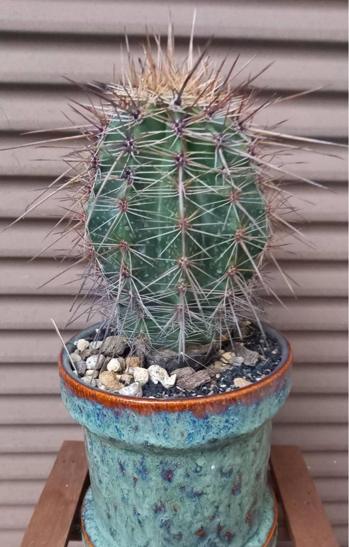 弁慶柱 強刺(長刺)