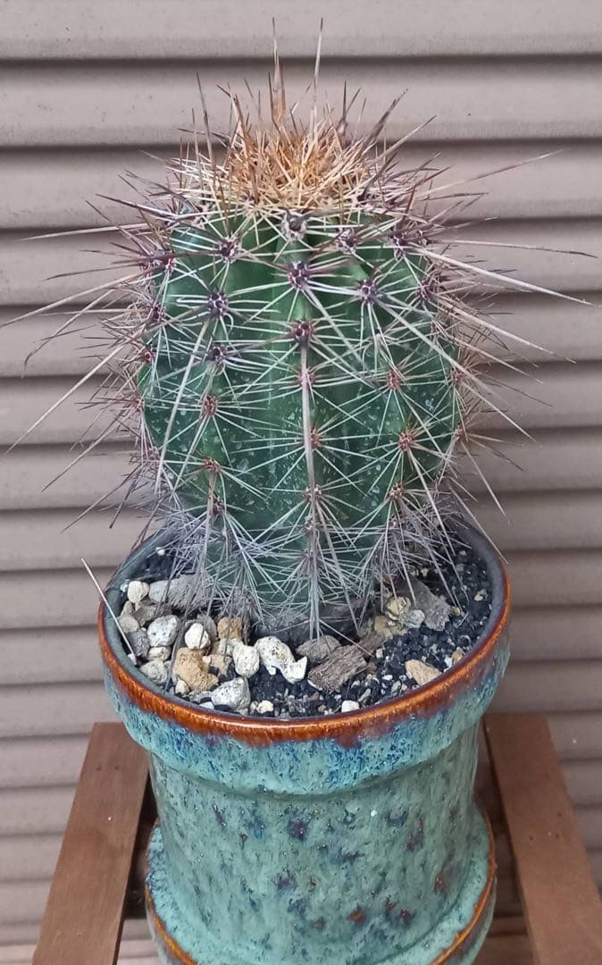 弁慶柱 強刺(長刺)