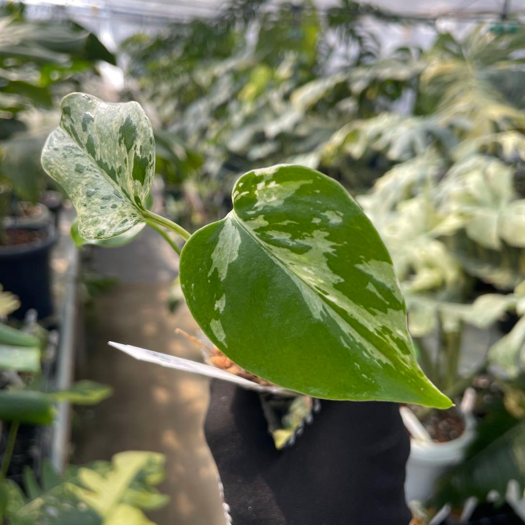 6モンステラ デリシオーサ ベトシオーサ 2寸ポリポット ネコポス発送