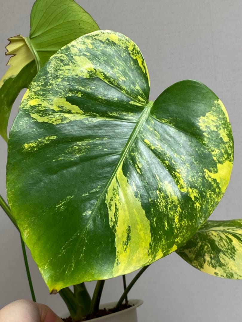 モ*～様 【切れ込みガッツリ‼️】モンステラ　イエローマリリン　黄斑　オーレア