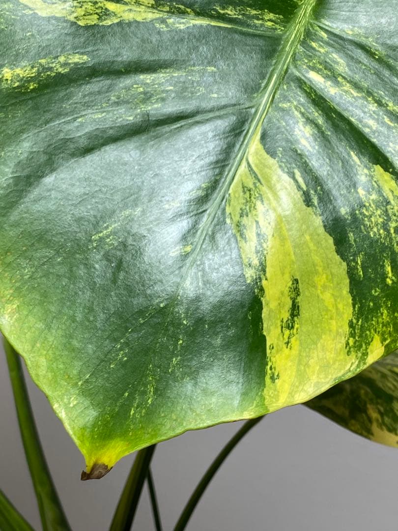 モ*～様 【切れ込みガッツリ‼️】モンステラ　イエローマリリン　黄斑　オーレア