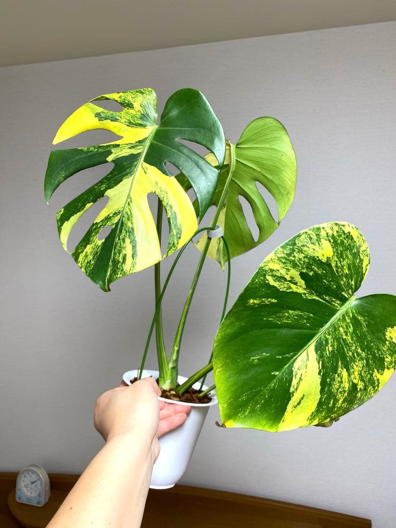 モ*～様 【切れ込みガッツリ‼️】モンステラ　イエローマリリン　黄斑　オーレア