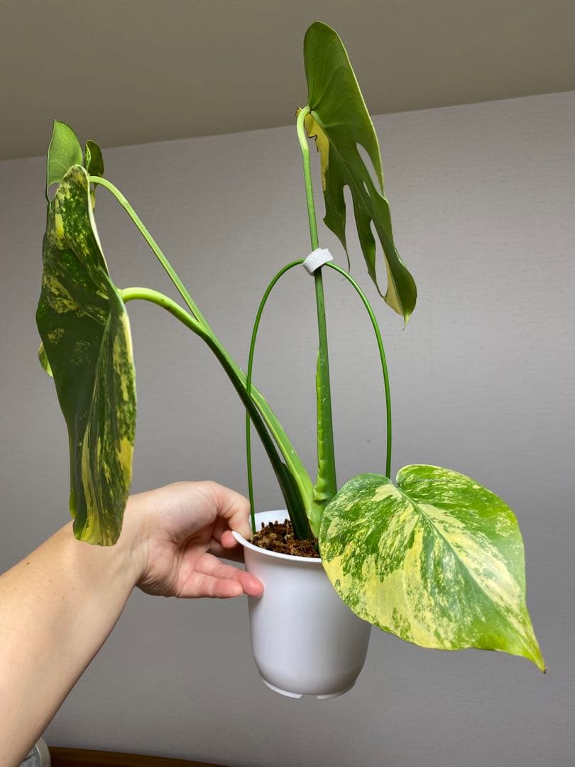 モ*～様 【切れ込みガッツリ‼️】モンステラ　イエローマリリン　黄斑　オーレア