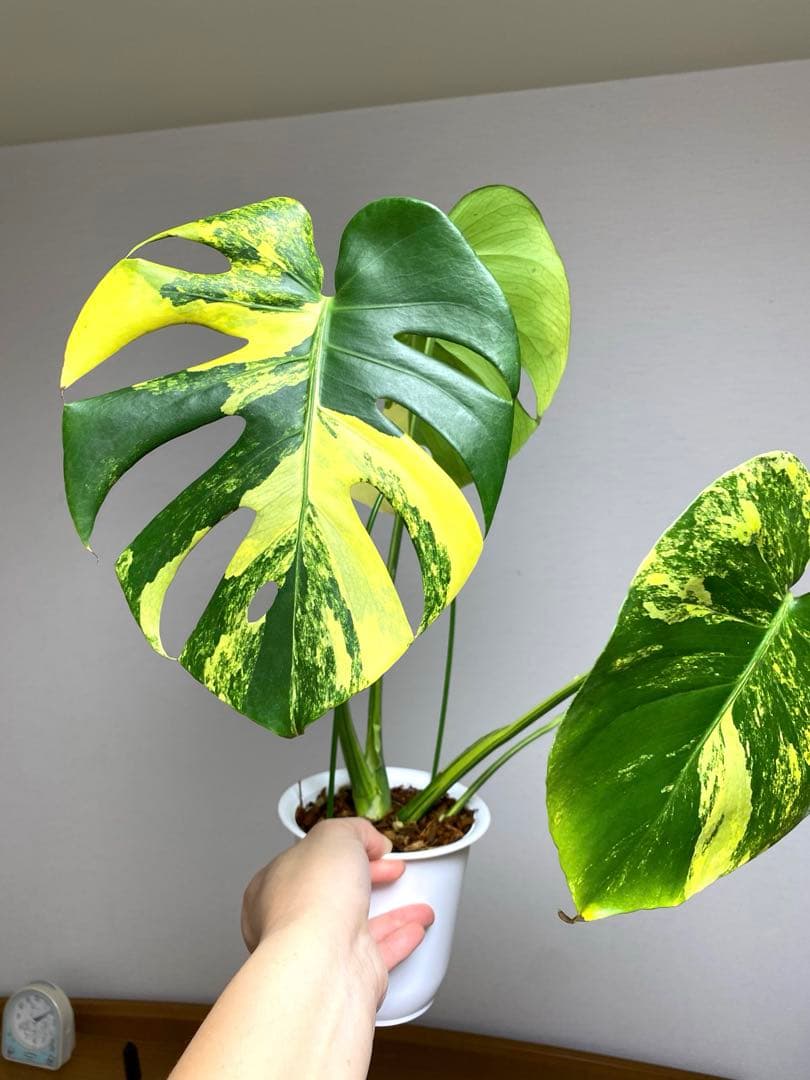 モ*～様 【切れ込みガッツリ‼️】モンステラ　イエローマリリン　黄斑　オーレア