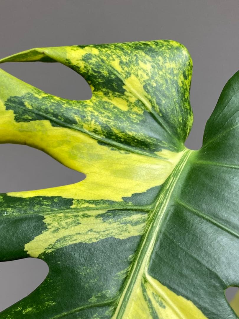 モ*～様 【切れ込みガッツリ‼️】モンステラ　イエローマリリン　黄斑　オーレア