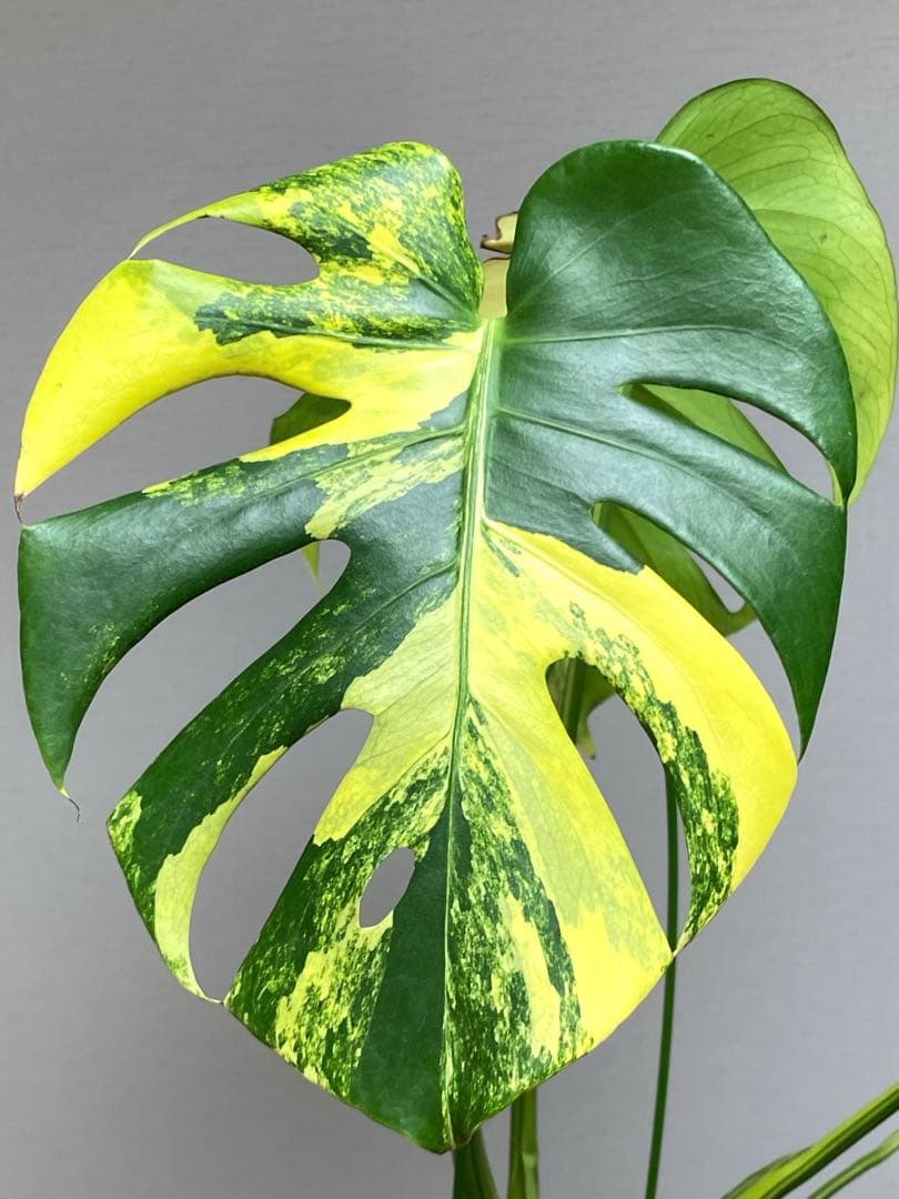 モ*～様 【切れ込みガッツリ‼️】モンステラ　イエローマリリン　黄斑　オーレア