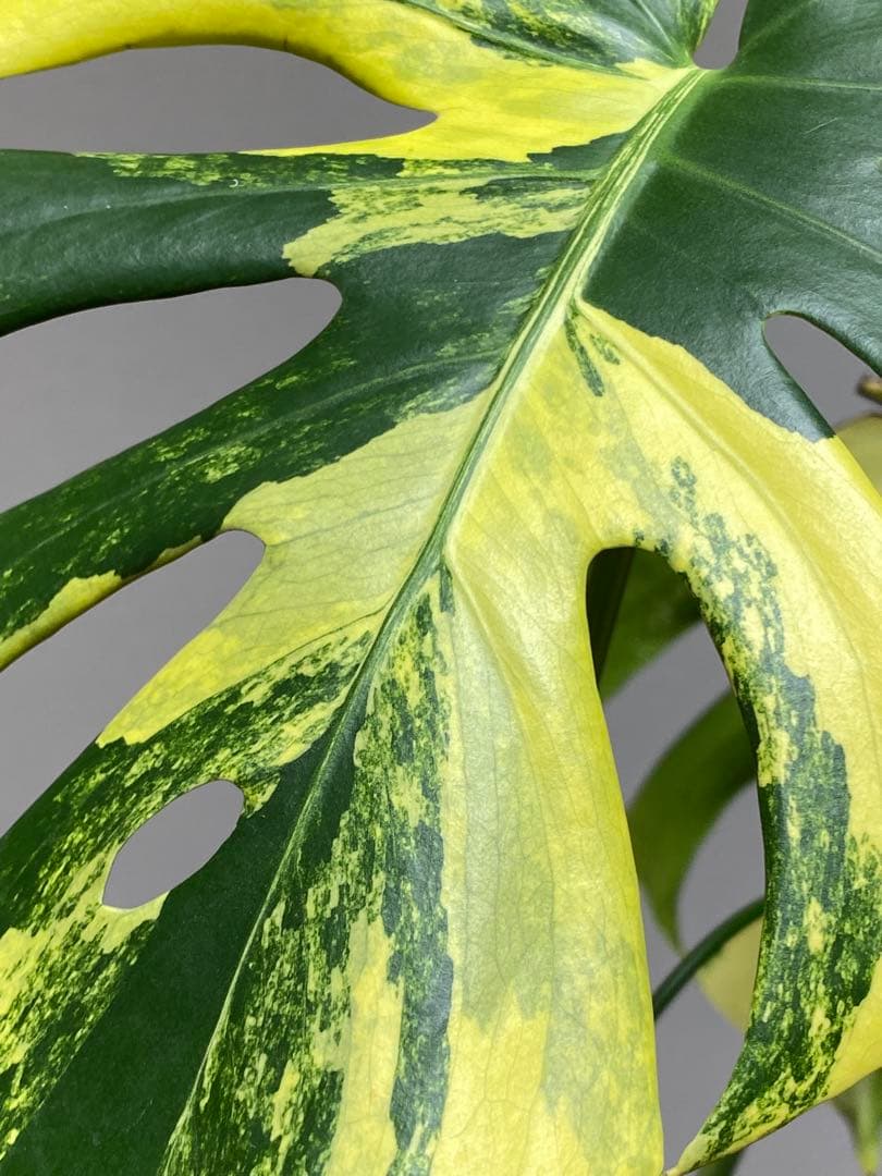 モ*～様 【切れ込みガッツリ‼️】モンステラ　イエローマリリン　黄斑　オーレア