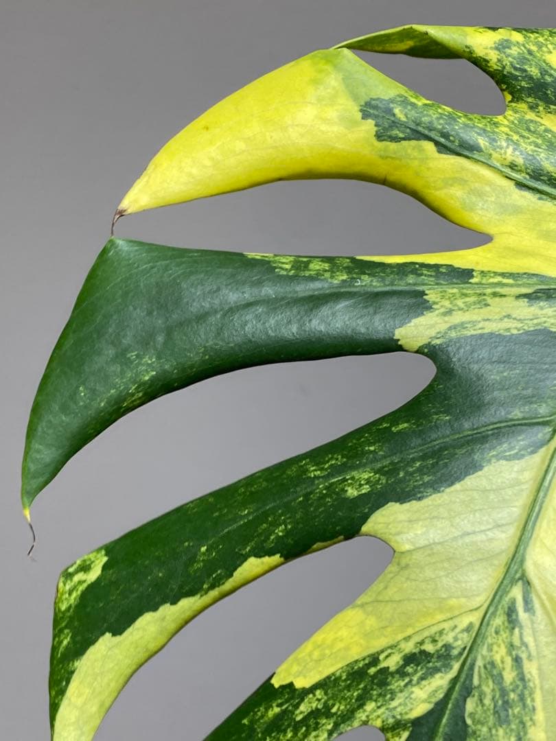 モ*～様 【切れ込みガッツリ‼️】モンステラ　イエローマリリン　黄斑　オーレア