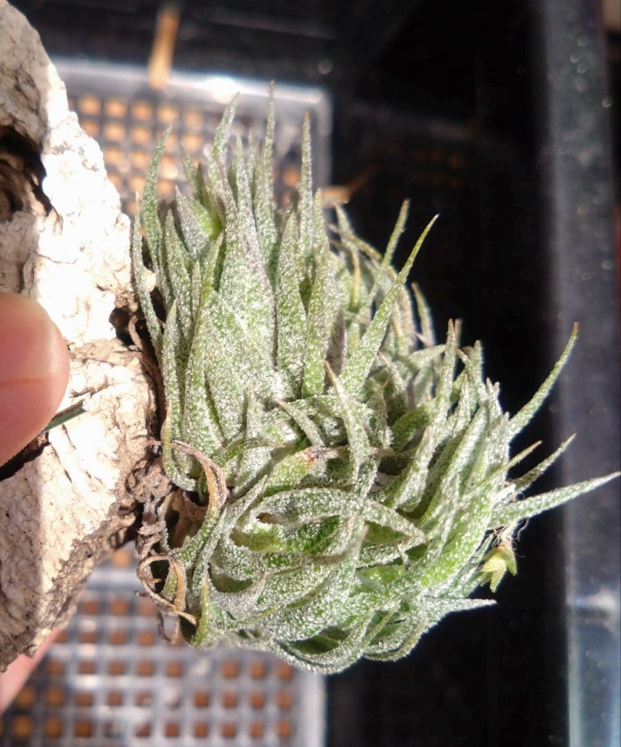 スプレンゲリアナ　クランプ　エアープランツ　チランジア