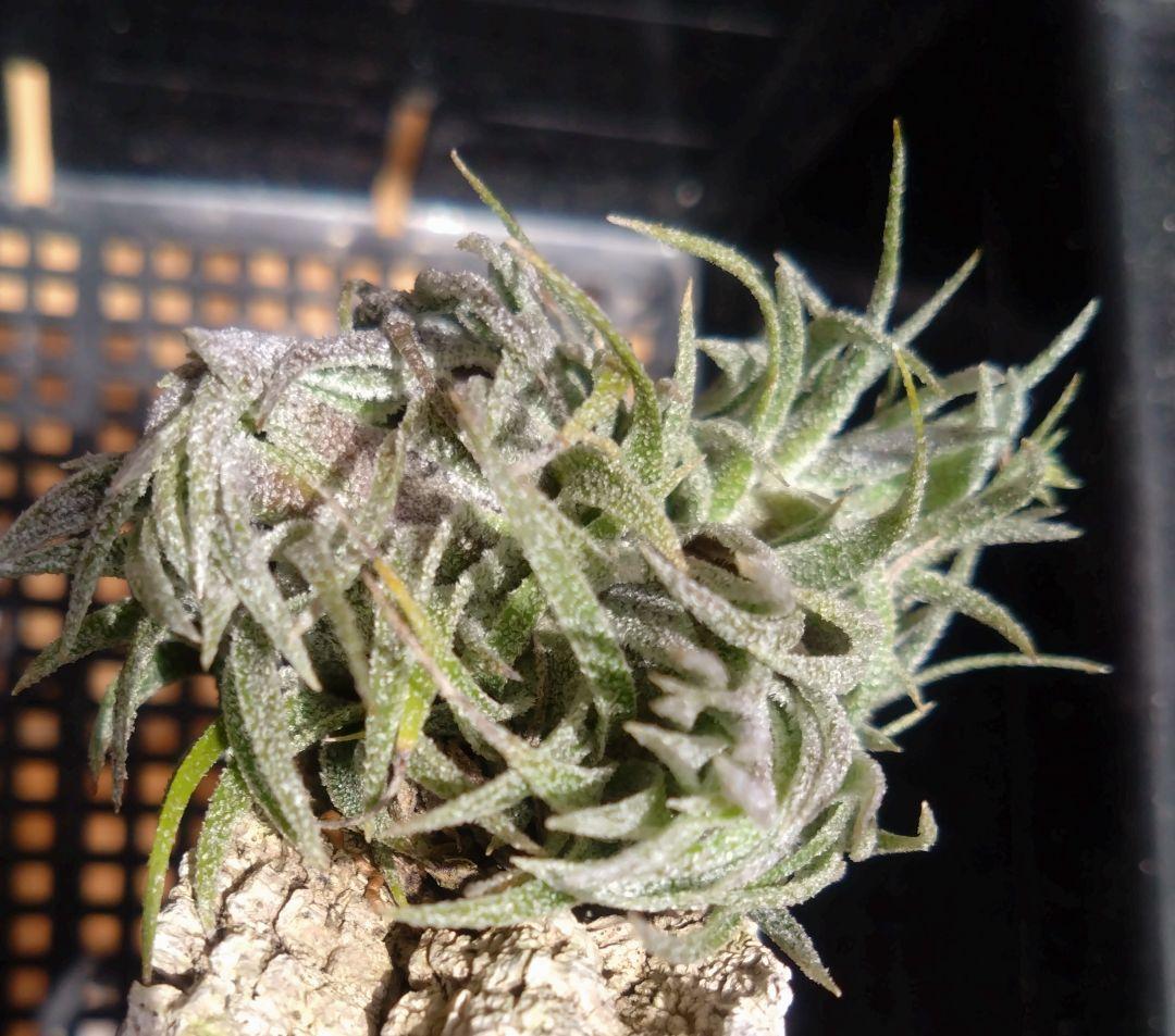 スプレンゲリアナ　クランプ　エアープランツ　チランジア