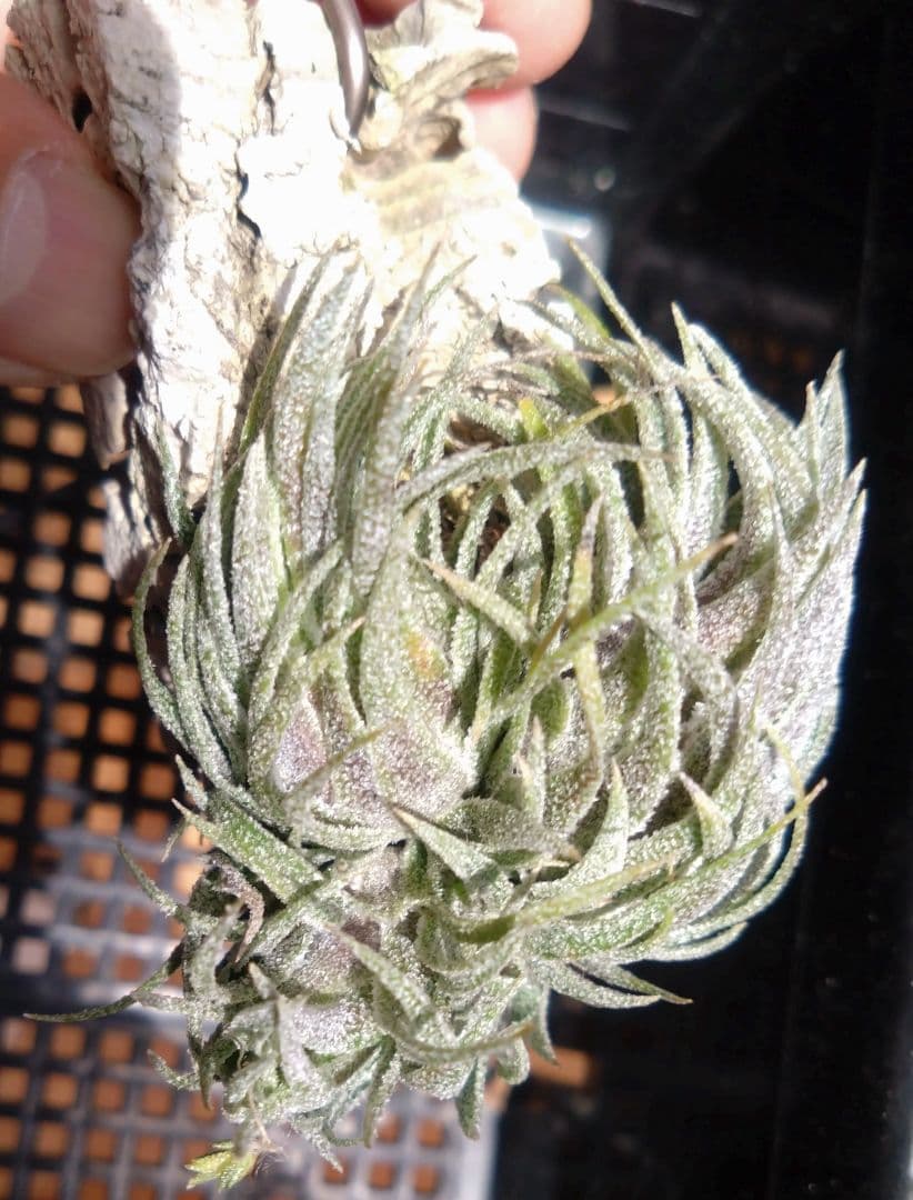 スプレンゲリアナ　クランプ　エアープランツ　チランジア