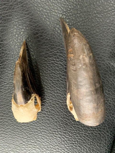 クロコブサイチョウ　♂♀ペア　頭骨