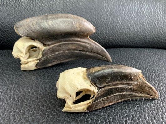 クロコブサイチョウ　♂♀ペア　頭骨