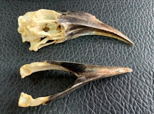 クロコブサイチョウ　♂♀ペア　頭骨