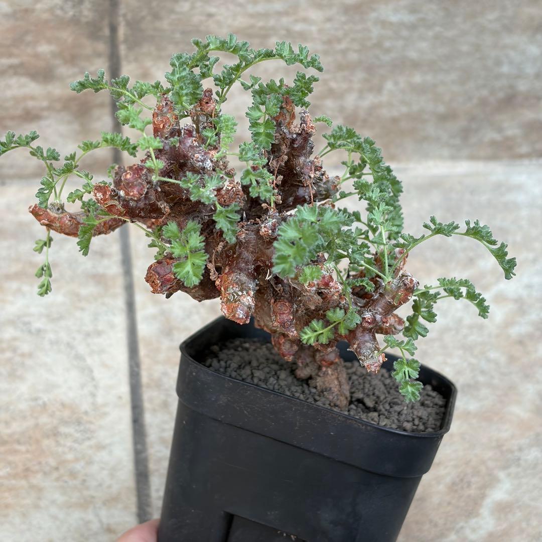 サ*ナ様 ペラルゴニウム アルテルナンス 3号鉢 No.017 鉢、送料込