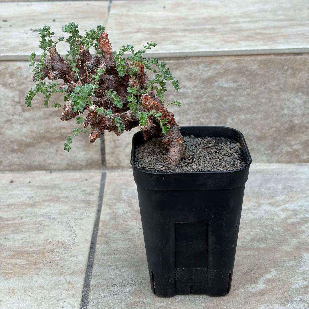 サ*ナ様 ペラルゴニウム アルテルナンス 3号鉢 No.017 鉢、送料込