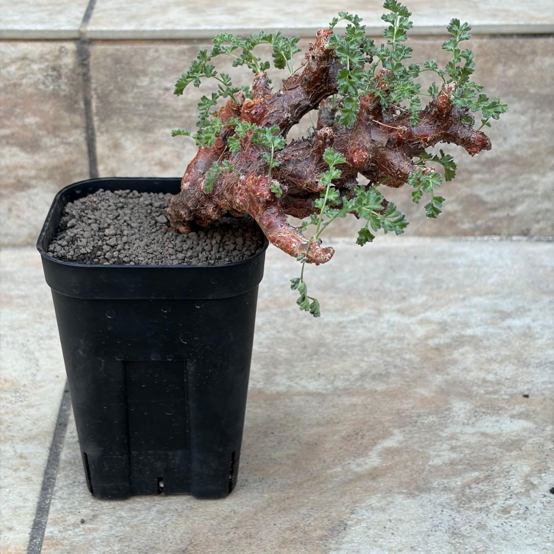 サ*ナ様 ペラルゴニウム アルテルナンス 3号鉢 No.017 鉢、送料込