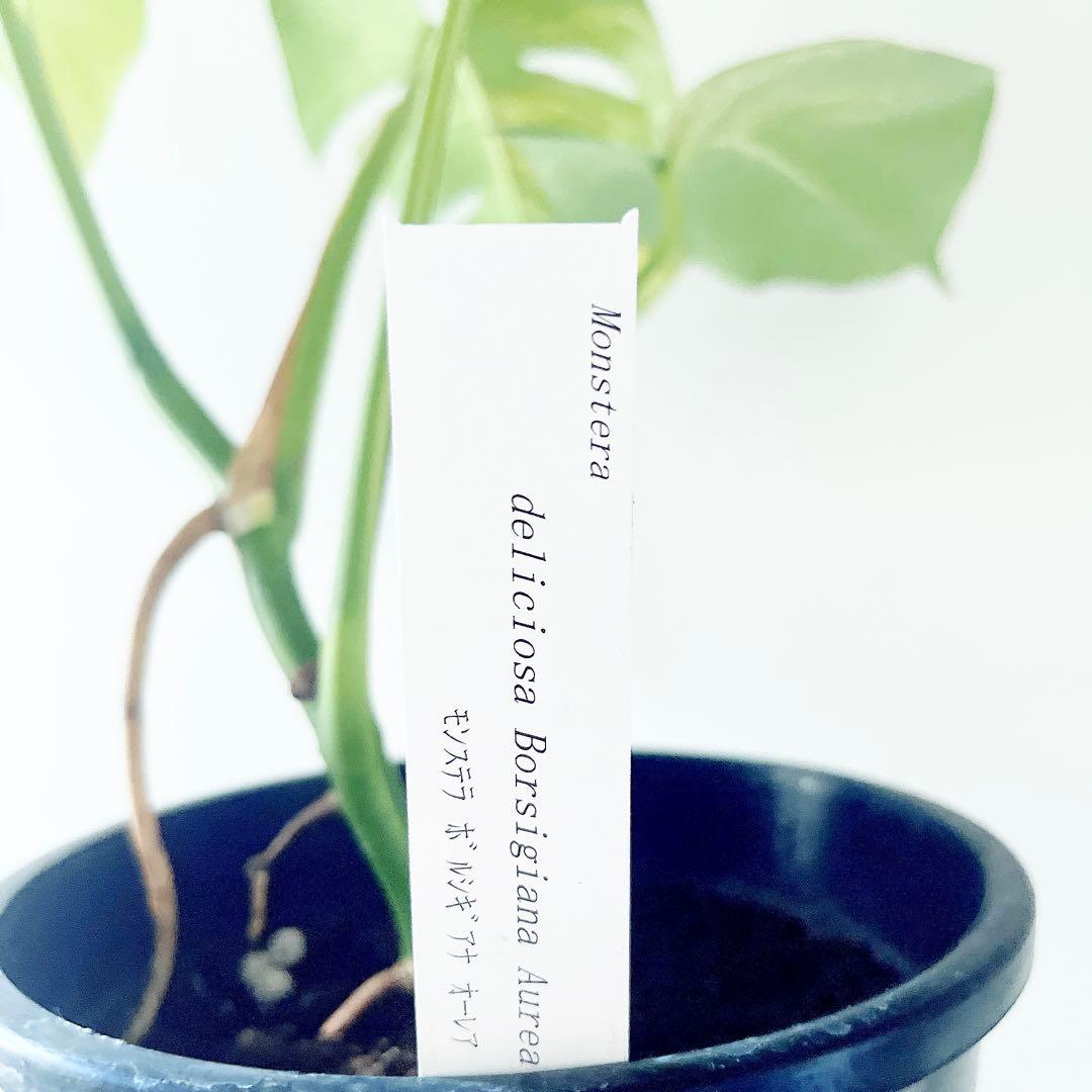 《希少》モンステラ ボルシギアナ オーレア 黄斑入り 1月限定出品