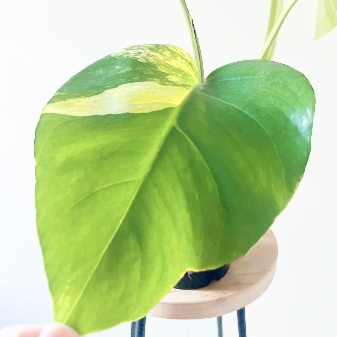 《希少》モンステラ ボルシギアナ オーレア 黄斑入り 1月限定出品