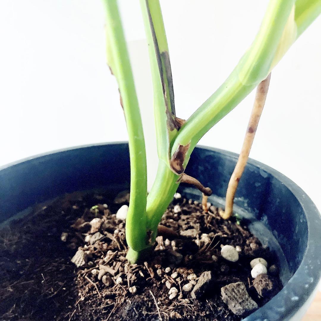 《希少》モンステラ ボルシギアナ オーレア 黄斑入り 1月限定出品