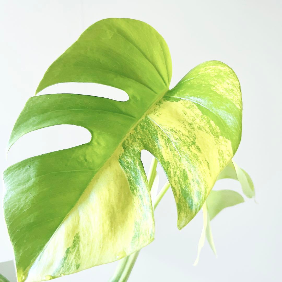 《希少》モンステラ ボルシギアナ オーレア 黄斑入り 1月限定出品