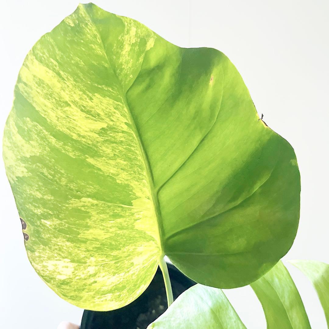 《希少》モンステラ ボルシギアナ オーレア 黄斑入り 1月限定出品