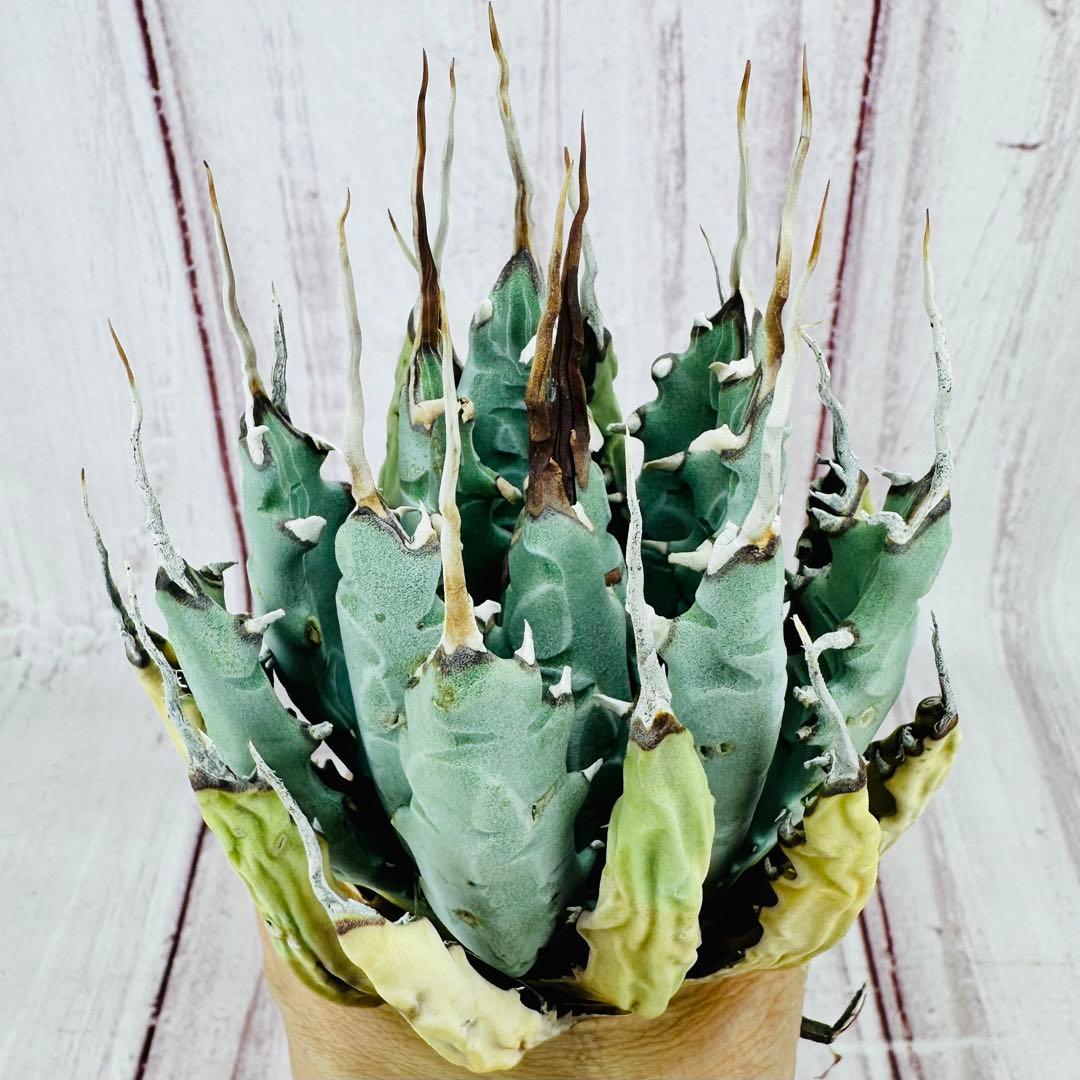 ⑧ アガベ ユタエンシス エボリスピナ 陽炎 ロングスパイン