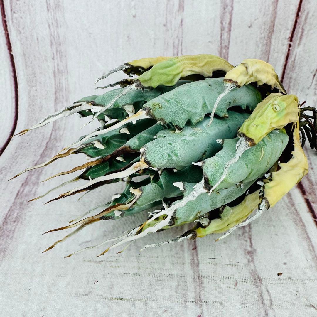 ⑧ アガベ ユタエンシス エボリスピナ 陽炎 ロングスパイン