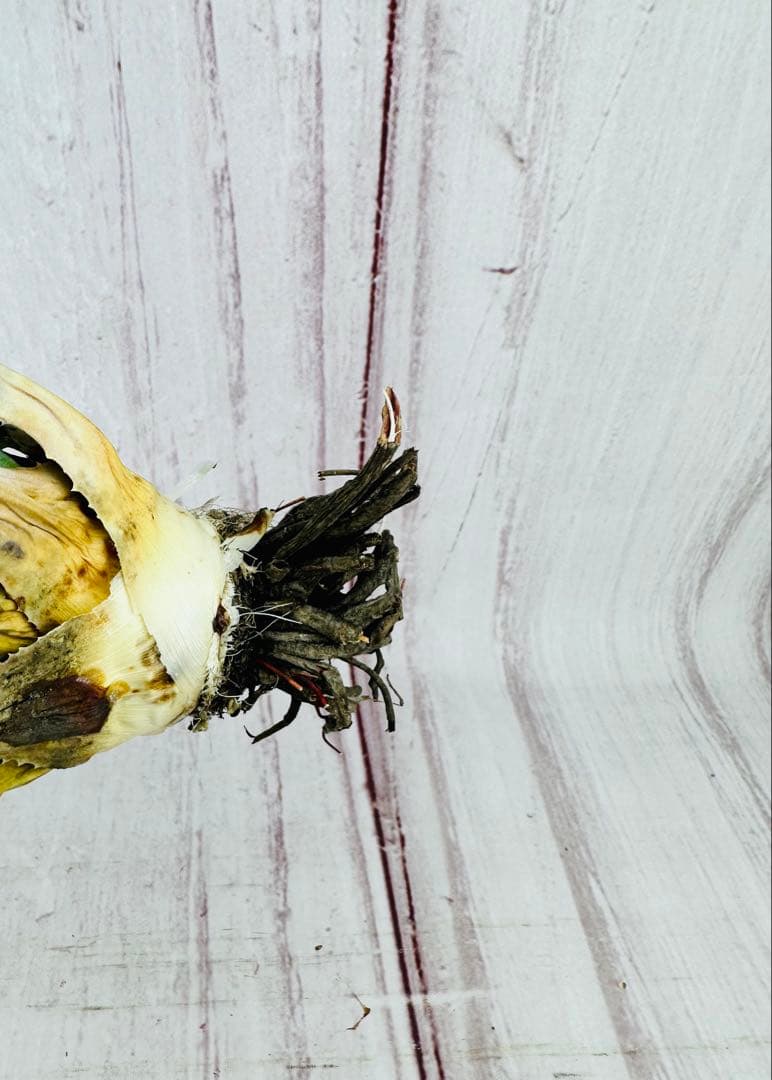 ⑧ アガベ ユタエンシス エボリスピナ 陽炎 ロングスパイン