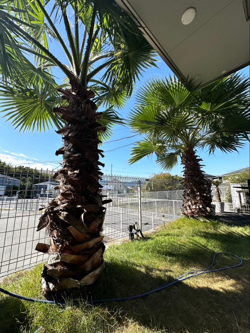 ワシントンヤシ　植木　引き取り限定