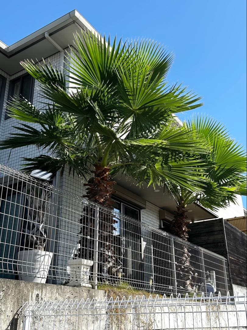 ワシントンヤシ　植木　引き取り限定