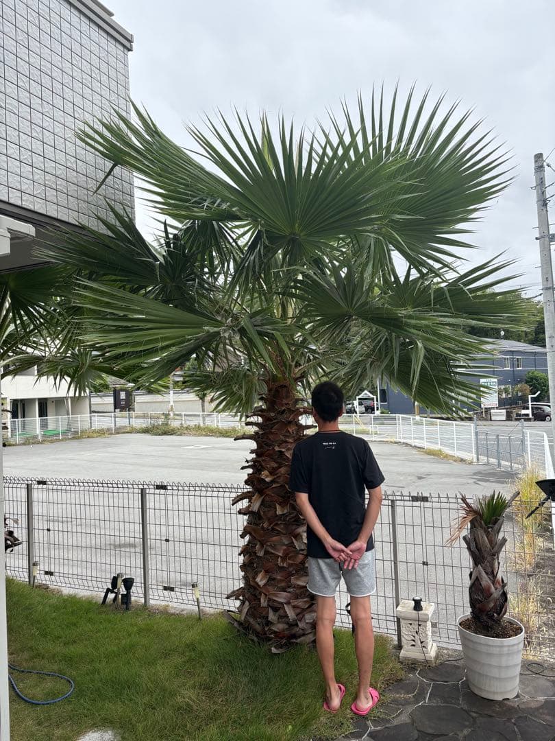 ワシントンヤシ　植木　引き取り限定