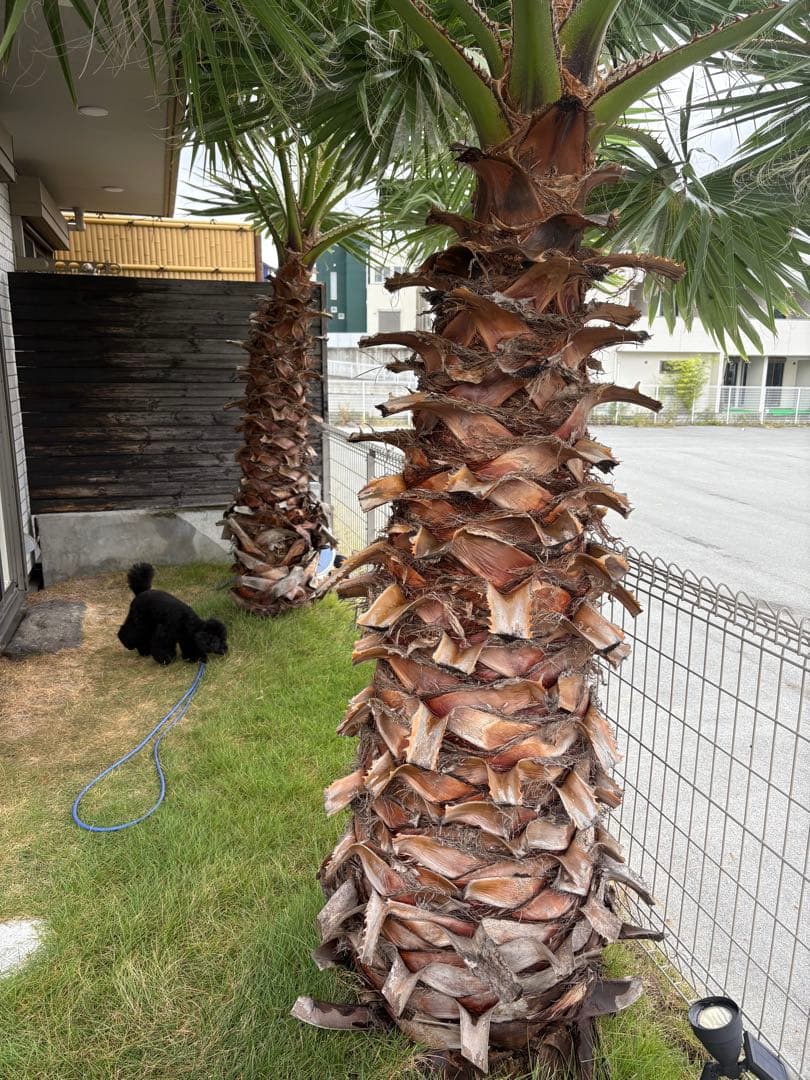 ワシントンヤシ　植木　引き取り限定