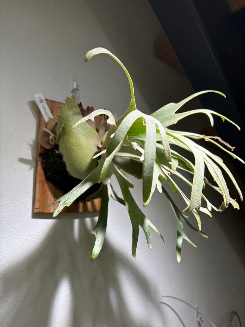 moonlight×celso スポア 晴花 OC 子株 2株 ビカクシダ