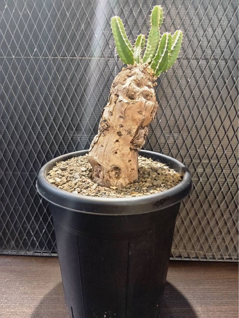 y*u様 ムランジーナ　現地球