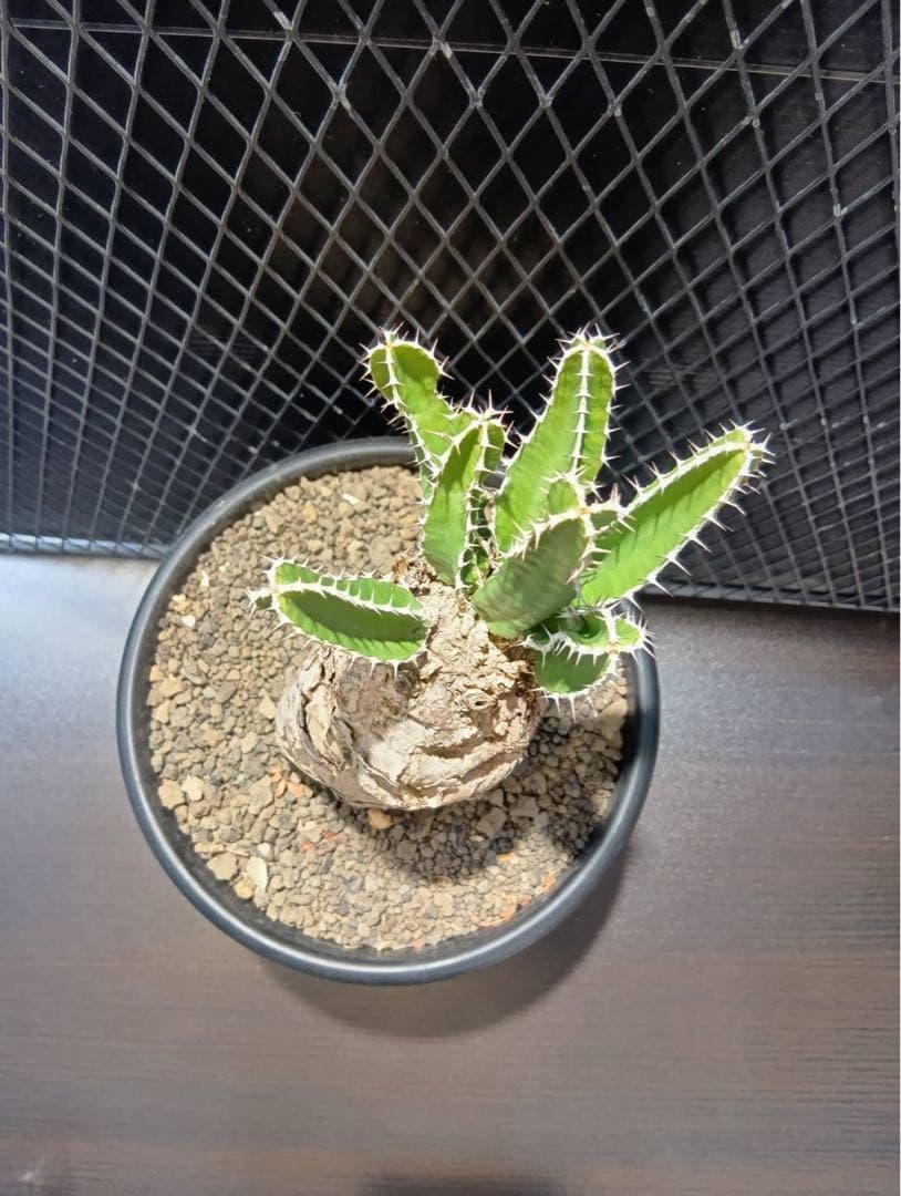 y*u様 ムランジーナ　現地球