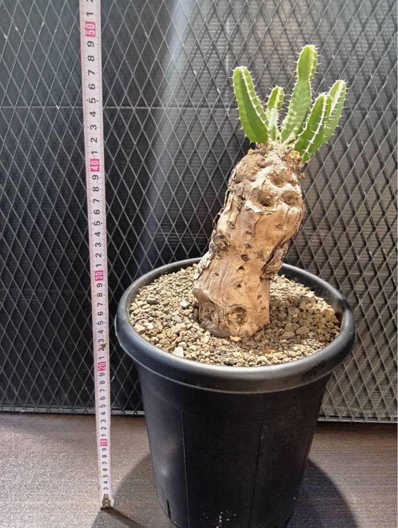 y*u様 ムランジーナ　現地球