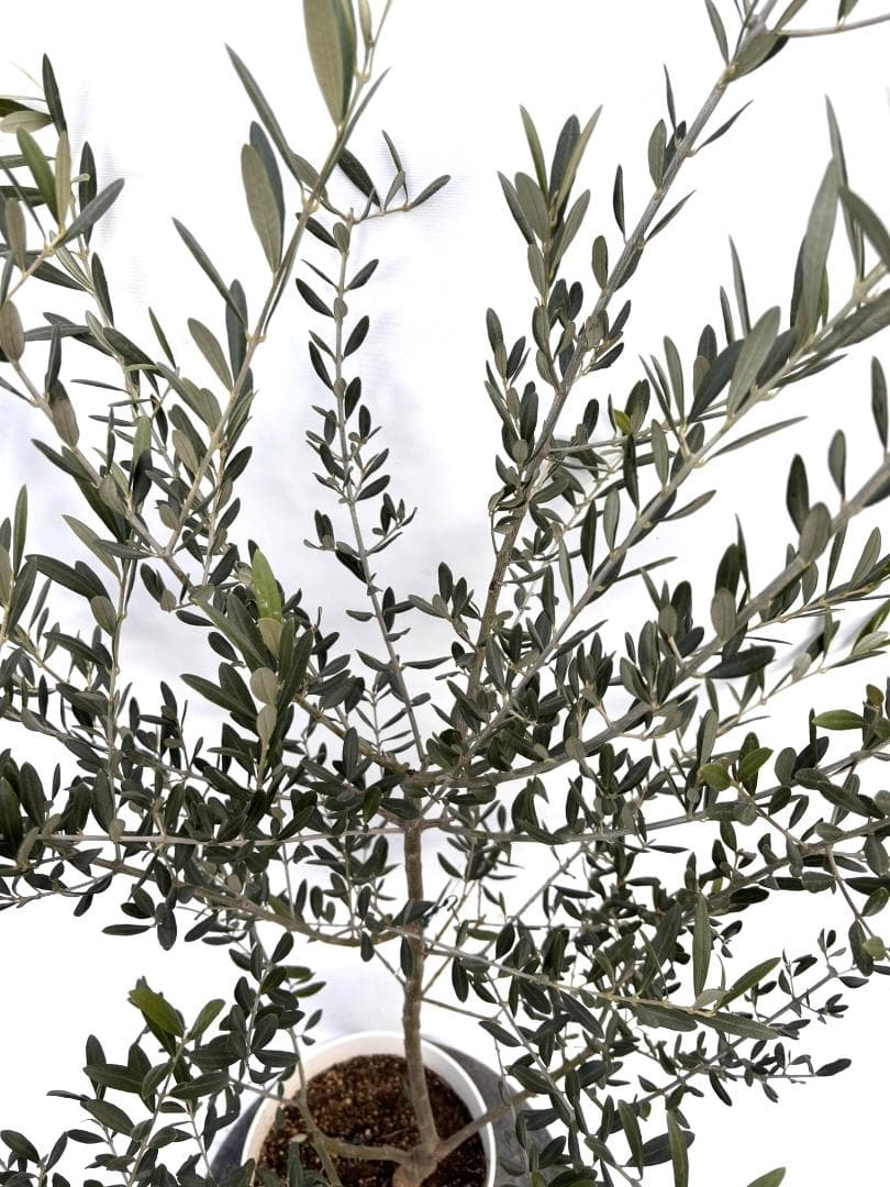 オリーブの木 タラスコア 7号 約120cm K-298 希少品種 現品掲載 - メルカリ