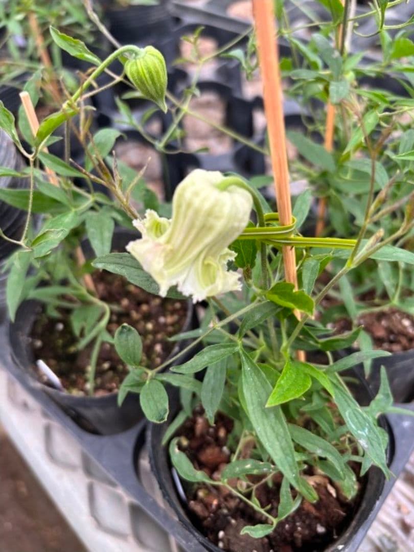 ☆クレマチス☆咲良の妖精★シェンロン☆3号鉢☆希少☆入手困難☆1月8日以降発送